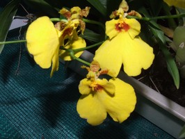 yellow oncidium